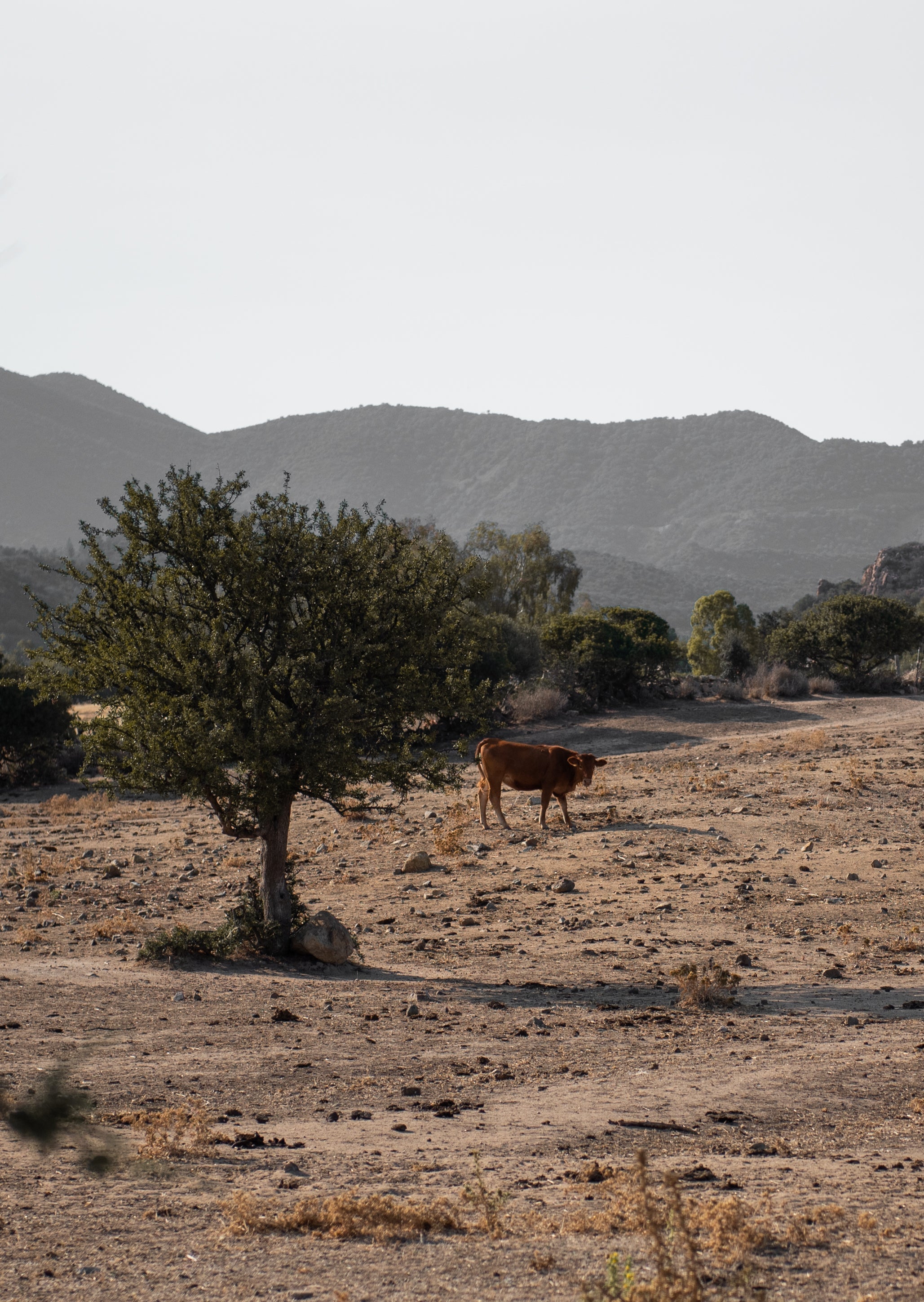 Hvorfor er talg så bra i kosmetikk?